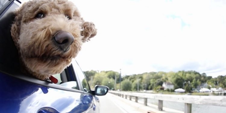 Save On Auto Loans With Island Federal